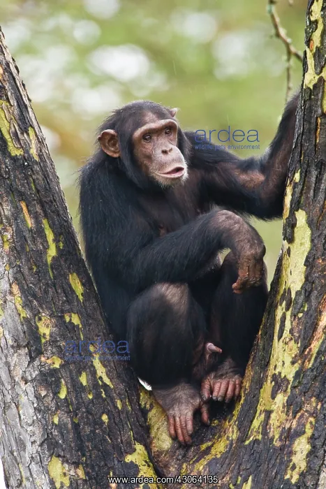 : Chimpanzee at Ol Pejeta Reserve, Kenya : Chimpanzee at Ol Pejeta Reserve, Kenya