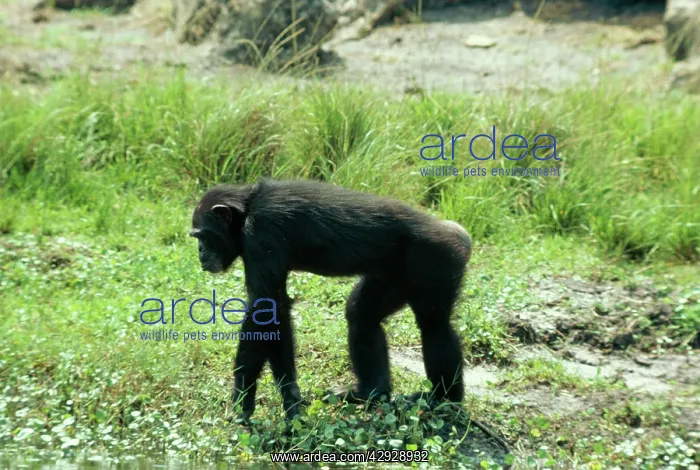 : CHIMPANZEE - side on, walking : CHIMPANZEE - side on, walking
