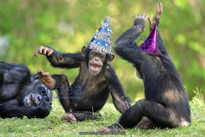: Chimpanzee (Pan troglodytes), adult female with : Chimpanzee (Pan troglodytes), adult female with