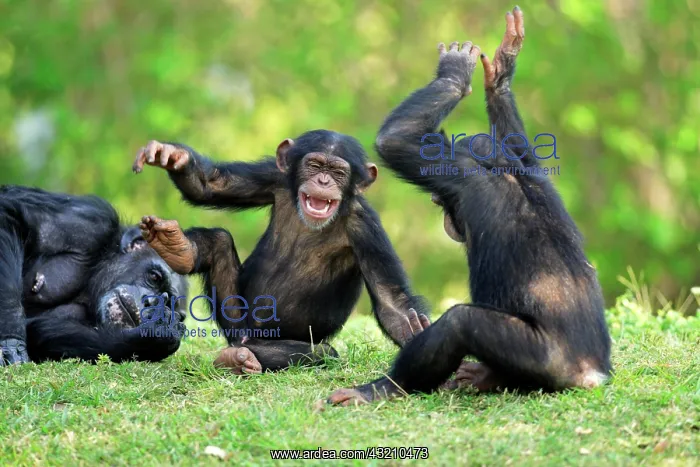 : Chimpanzee (Pan troglodytes), adult female with : Chimpanzee (Pan troglodytes), adult female with