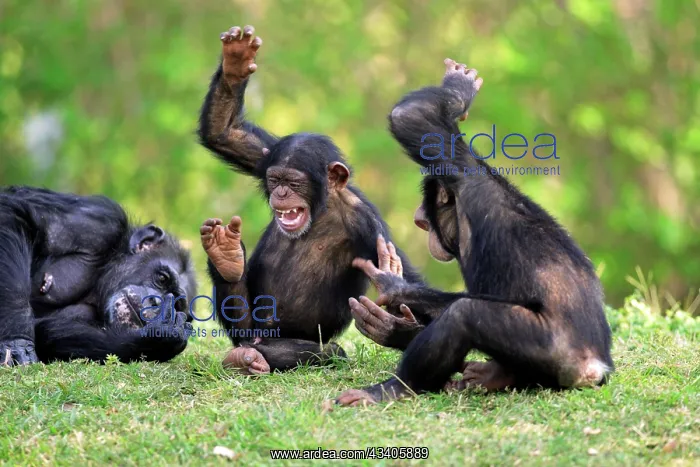 : Chimpanzee (Pan troglodytes), adult female with : Chimpanzee (Pan troglodytes), adult female with