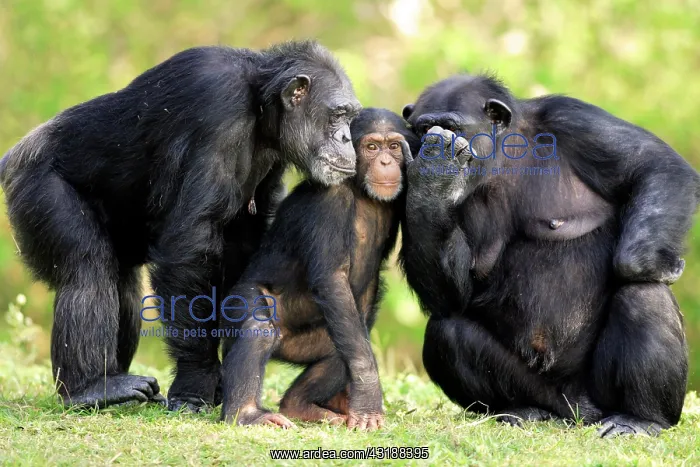 : Chimpanzee (Pan troglodytes), two adult females : Chimpanzee (Pan troglodytes), two adult females