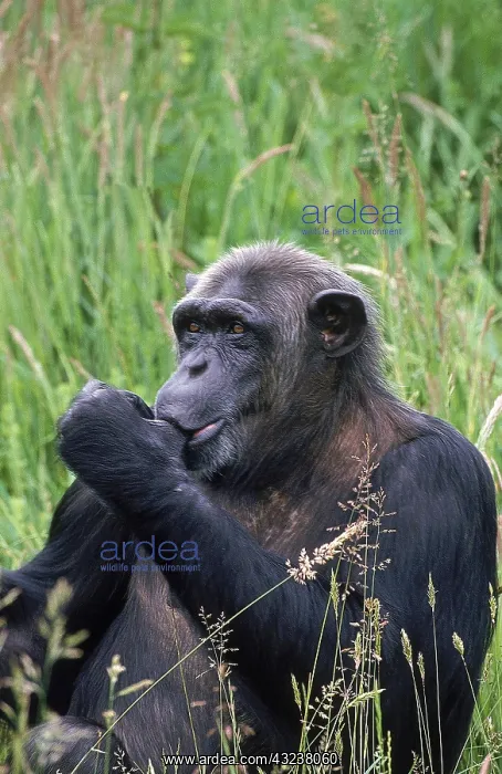 : CHIMPANZEE (pan troglodytes), ADULT SUKLING ITS THUMB