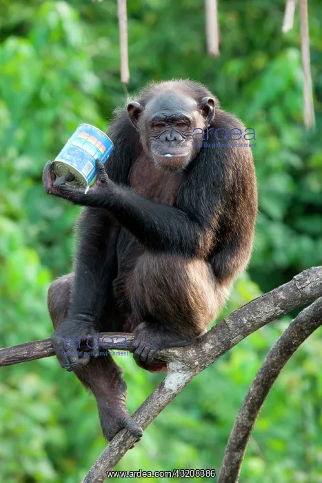  : Chimpanzee (Pan troglodytes) is drinking milk. R