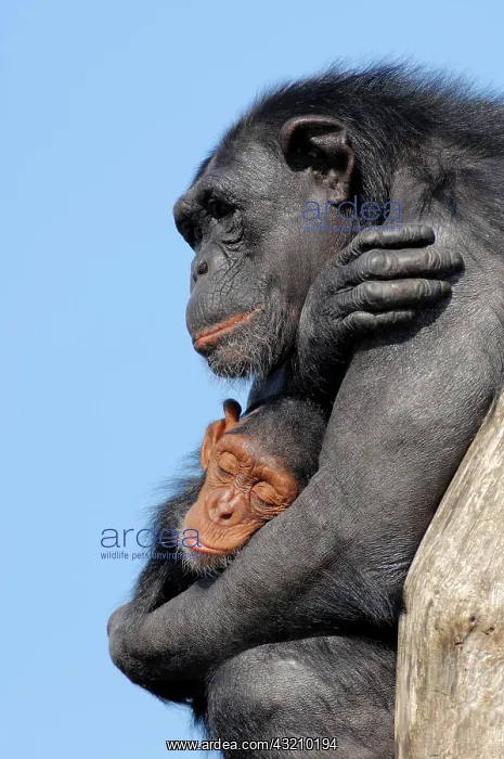 : Chimpanzee (Pan troglodytes), female with young : Chimpanzee (Pan troglodytes), female with young