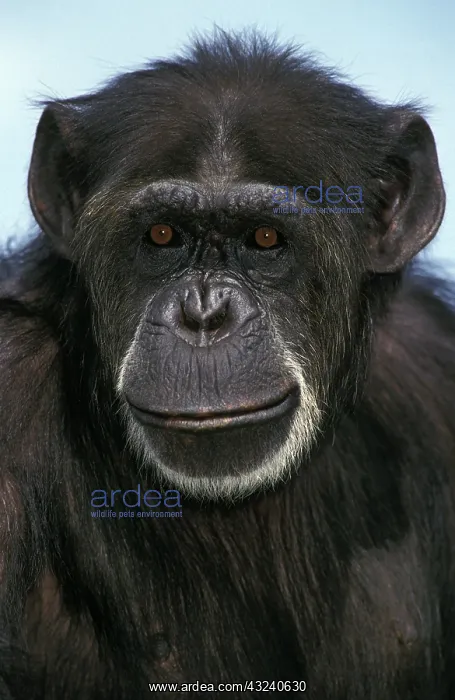 : Chimpanzee (pan troglodytes), Portrait of Male : Chimpanzee (pan troglodytes), Portrait of Male