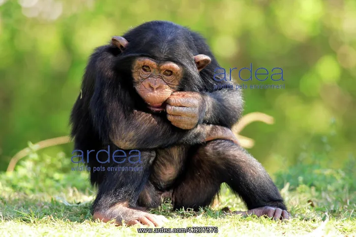: Chimpanzee (Pan troglodytes), young sitting : Chimpanzee (Pan troglodytes), young sitting