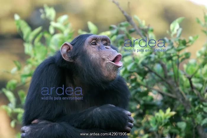 : Chimpanzee - pant-hoot / calling : Chimpanzee - pant-hoot / calling