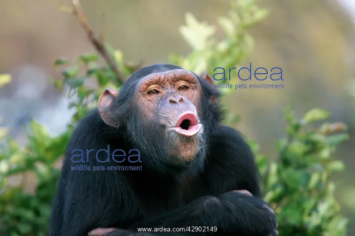 : Chimpanzee - pant-hoot / calling : Chimpanzee - pant-hoot / calling
