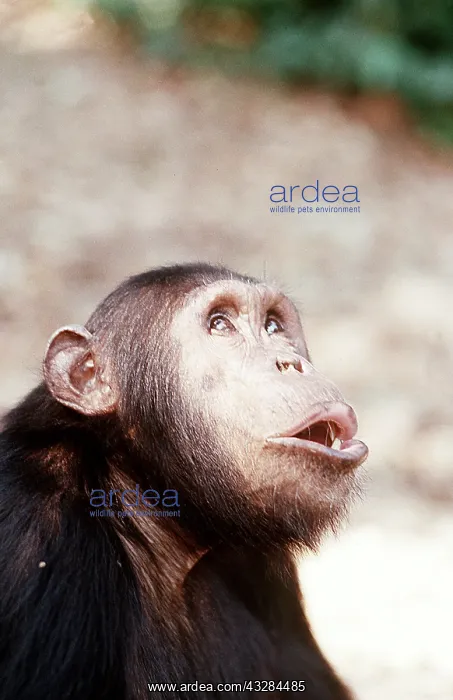 : CHIMPANZEE - pant-hoot / calling : CHIMPANZEE - pant-hoot / calling