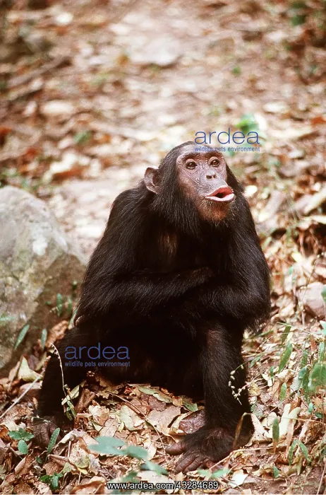 : CHIMPANZEE - pant-hoot / calling : CHIMPANZEE - pant-hoot / calling