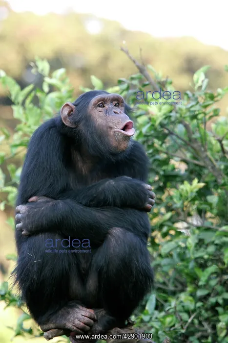 : Chimpanzee - 'pant-hootI / calling : Chimpanzee - 'pant-hootI / calling