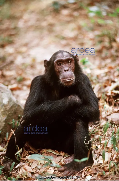 : CHIMPANZEE - Pax sitting : CHIMPANZEE - Pax sitting