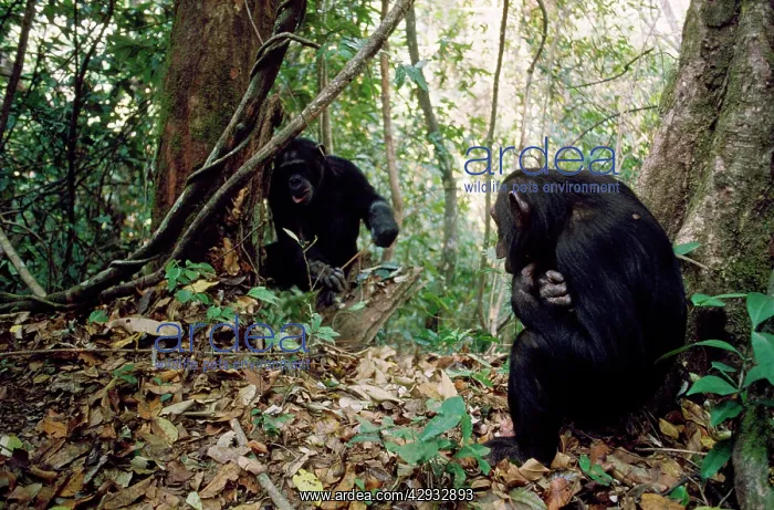 : Chimpanzee - Pax watching older brother catch ants : Chimpanzee - Pax watching older brother catch ants