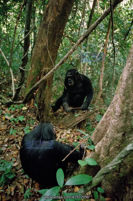 : Chimpanzee - Pax watching older brother catch ants : Chimpanzee - Pax watching older brother catch ants