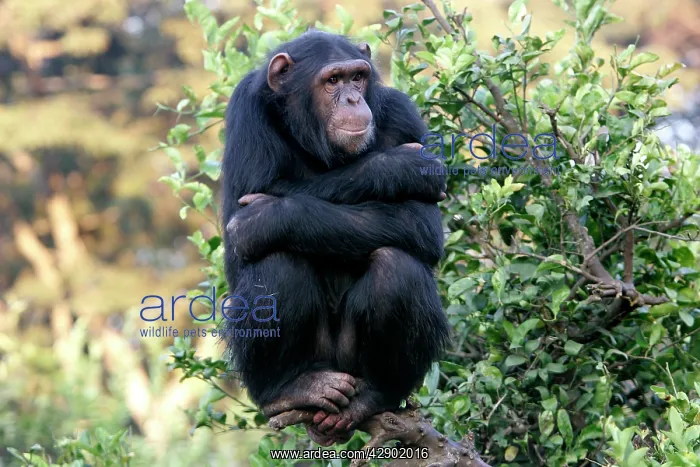  : Chimpanzee - perched on branch