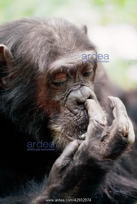 : Chimpanzee - picking nose, Gigi female 39 yrs : Chimpanzee - picking nose, Gigi female 39 yrs