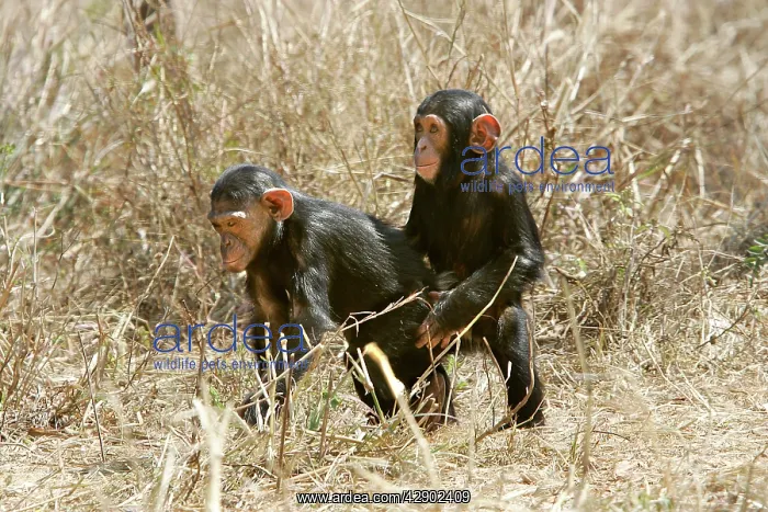 : Chimpanzee - two playing, imitating mating : Chimpanzee - two playing, imitating mating