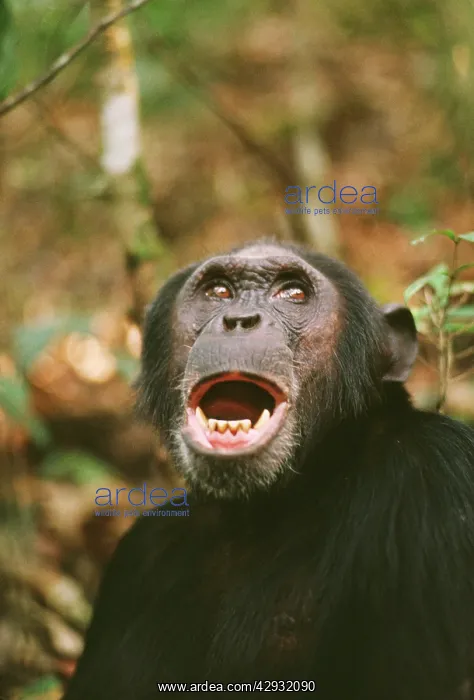 : Chimpanzee - Prof calling, at 23 years old : Chimpanzee - Prof calling, at 23 years old