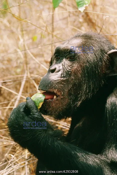 : Chimpanzee - Prof eating Strychnos innocua : Chimpanzee - Prof eating Strychnos innocua