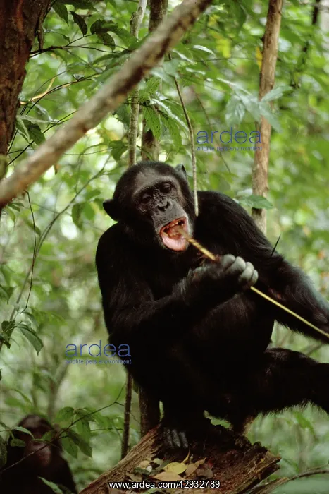 : CHIMPANZEE - Prof' fishing for & eating Safari : CHIMPANZEE - Prof' fishing for & eating Safari