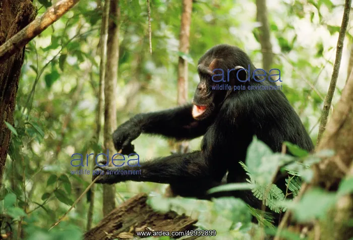  : Chimpanzee - Prof fishing for Safari Ants