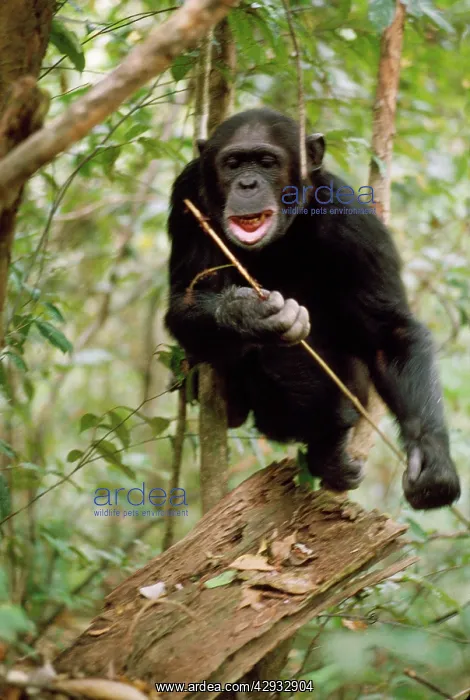 : Chimpanzee - Prof fishing for Safari Ants with stick : Chimpanzee - Prof fishing for Safari Ants with stick