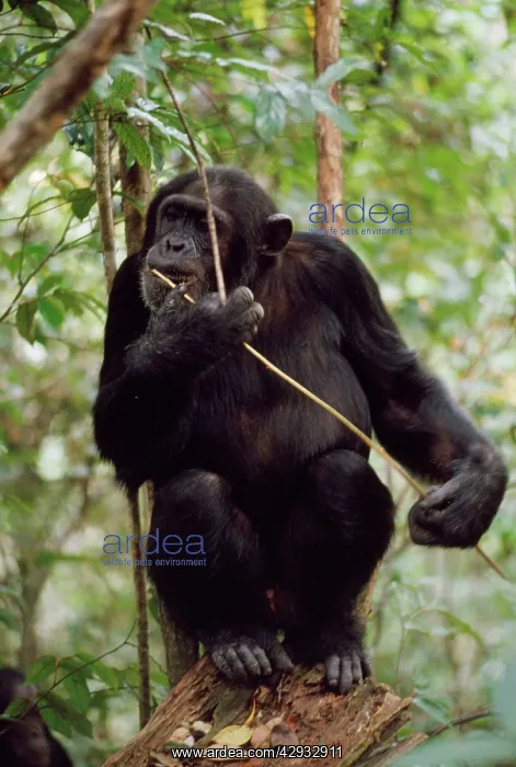 : Chimpanzee - Prof fishing for Safari Ants with stick : Chimpanzee - Prof fishing for Safari Ants with stick