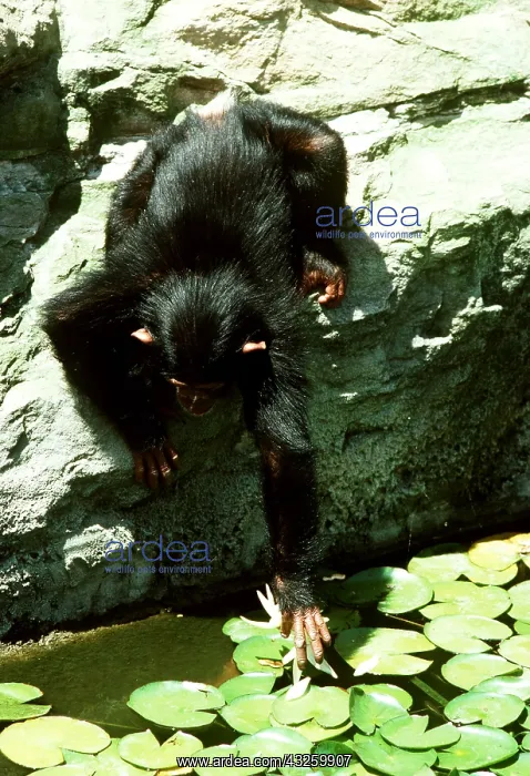 : CHIMPANZEE - reaching into pond for waterlily : CHIMPANZEE - reaching into pond for waterlily