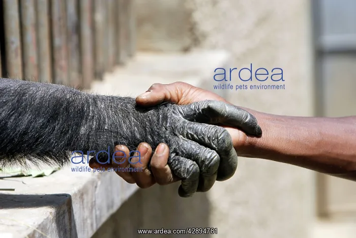 : Chimpanzee - shaking hands with human : Chimpanzee - shaking hands with human