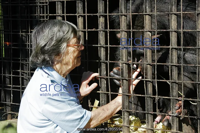 : Chimpanzee - & Sheila Siddle : Chimpanzee - & Sheila Siddle