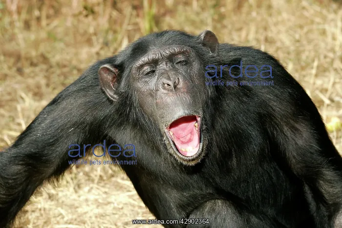 : Chimpanzee - showing aggression : Chimpanzee - showing aggression