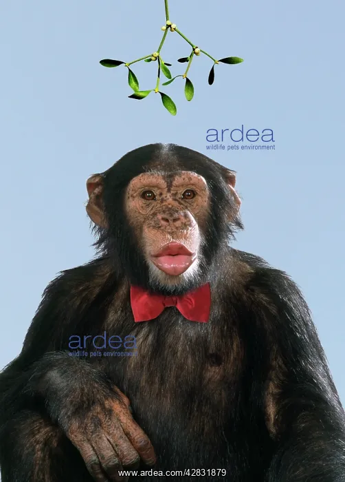 : Chimpanzee - showing lips kissing under mistletoe : Chimpanzee - showing lips kissing under mistletoe