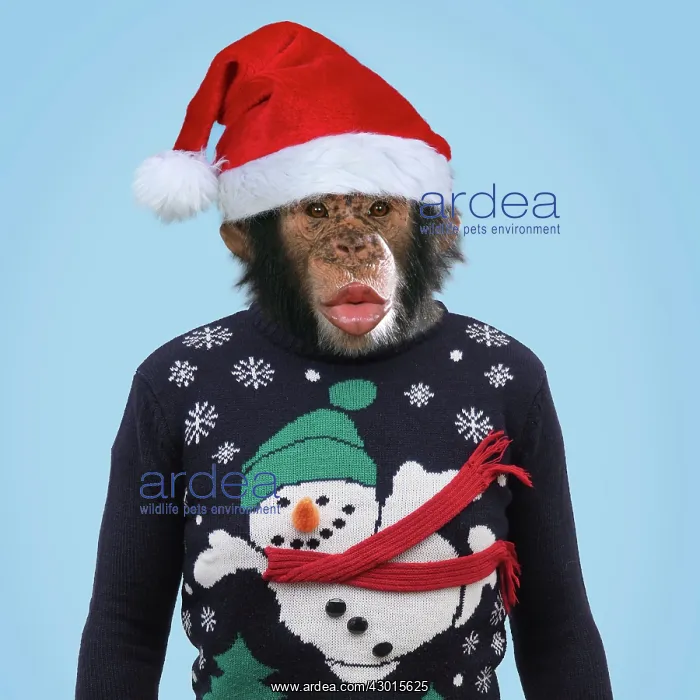 : Chimpanzee - showing lips kissing - wearing Christmas : Chimpanzee - showing lips kissing - wearing Christmas
