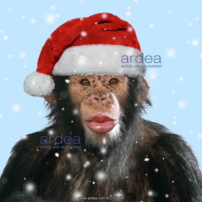 : Chimpanzee - showing lips kissing wearing Christmas hat : Chimpanzee - showing lips kissing wearing Christmas hat