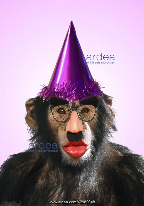 : Chimpanzee - showing lips kissing wearing false : Chimpanzee - showing lips kissing wearing false