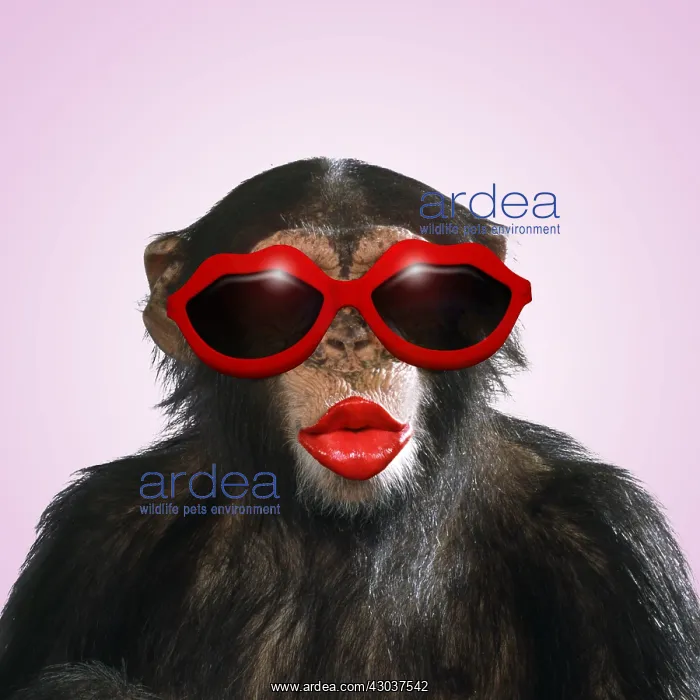 : Chimpanzee - showing lips kissing wearing lip : Chimpanzee - showing lips kissing wearing lip