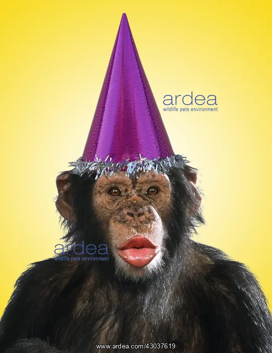 : Chimpanzee - showing lips kissing wearing party hat : Chimpanzee - showing lips kissing wearing party hat