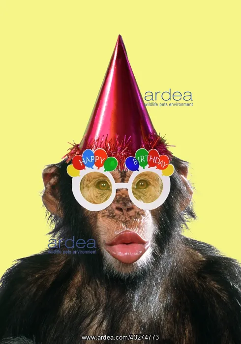 : Chimpanzee - showing lips and wearing a party hat and happy : Chimpanzee - showing lips and wearing a party hat and happy