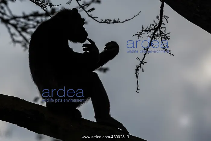 : Chimpanzee silhouette in tree : Chimpanzee silhouette in tree