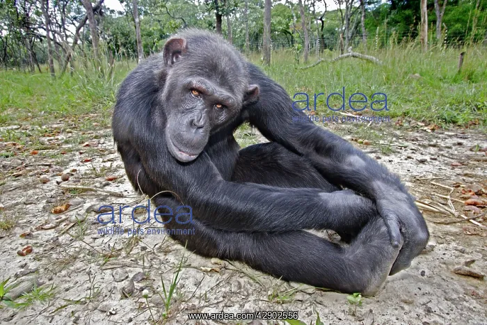 : Chimpanzee - sitting : Chimpanzee - sitting