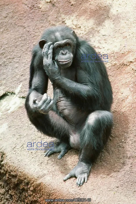 : CHIMPANZEE - sitting : CHIMPANZEE - sitting
