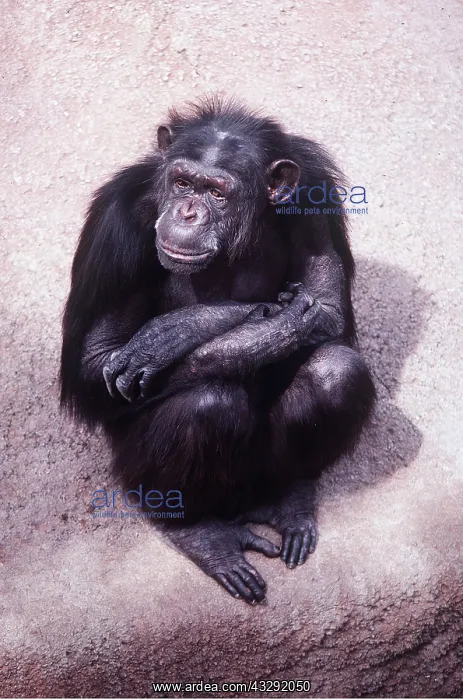 : CHIMPANZEE - sitting : CHIMPANZEE - sitting