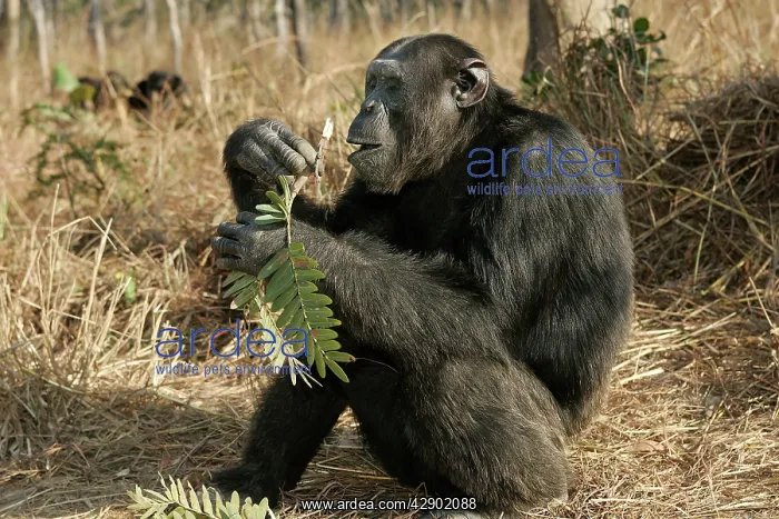 : Chimpanzee - sitting & eating : Chimpanzee - sitting & eating