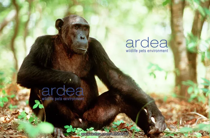  : CHIMPANZEE SITTING ON GROUND