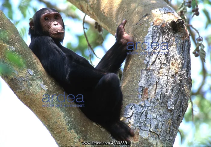  : CHIMPANZEE - sitting in tree fork