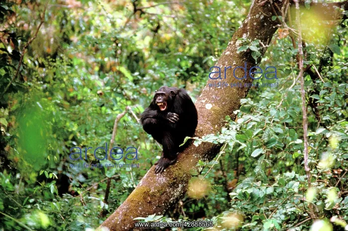 : Chimpanzee - sitting on tree trunk in forest : Chimpanzee - sitting on tree trunk in forest