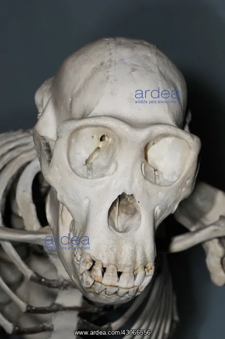 : Chimpanzee Skull : Chimpanzee Skull