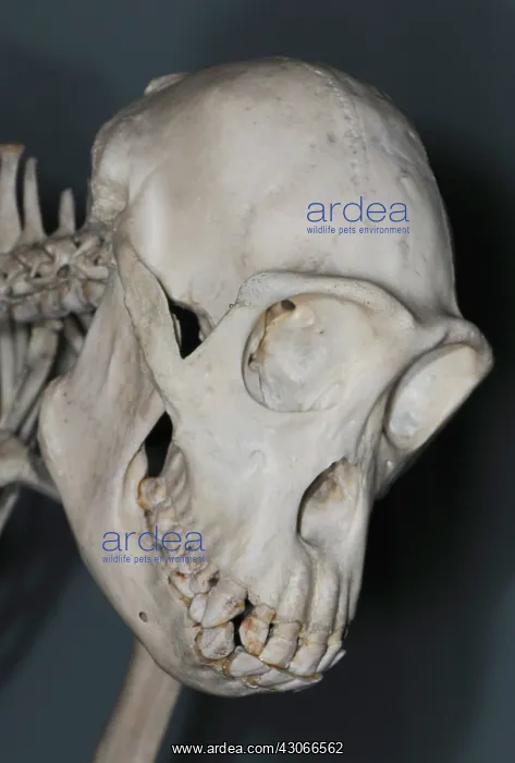 : Chimpanzee Skull : Chimpanzee Skull