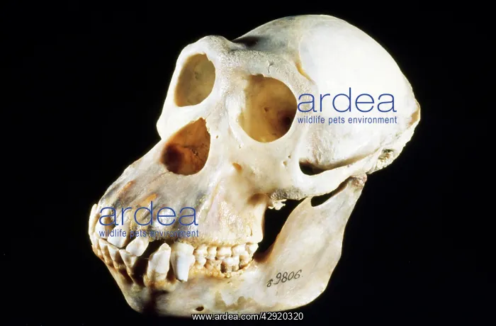 : Chimpanzee Skull - male : Chimpanzee Skull - male